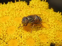 Eristalinus barclayi
