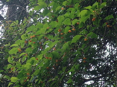 Schisandra arisanensis