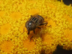 Eristalinus barclayi