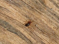 Trachelidae