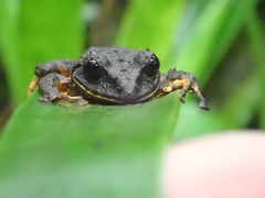 Pristimantis gretathunbergae