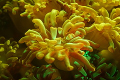 Euphyllia