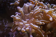 Euphyllia