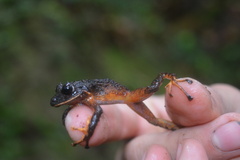 Pristimantis gretathunbergae