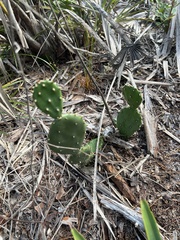 Opuntia humifusa