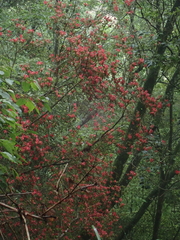 Rhododendron oldhamii