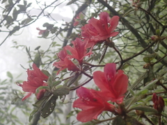 Rhododendron oldhamii