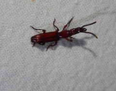 Amorphocephalina
