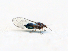Triozidae