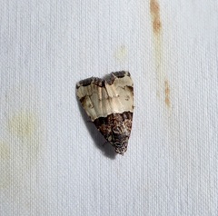 Cobubatha dividua