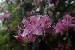 Rhododendron rubropilosum