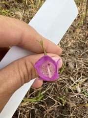 Agalinis strictifolia