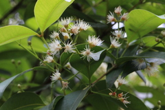 Syzygium hancei