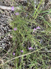 Agalinis strictifolia