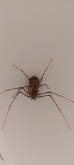 Scytodes globula