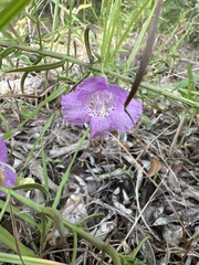 Agalinis strictifolia