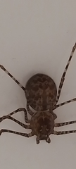 Scytodes globula