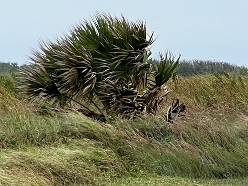 Sabal mexicana