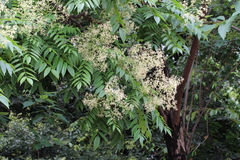 Allospondias lakonensis