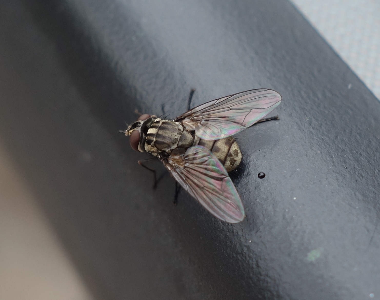 Mosca del establo