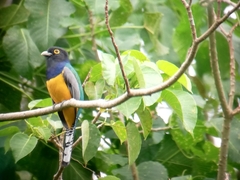 Trogon caligatus