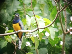 Trogon caligatus