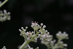 Allospondias lakonensis