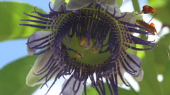 Passiflora serratodigitata