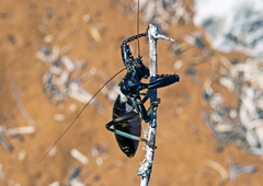 Colossopus grandidieri