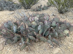 Opuntia azurea