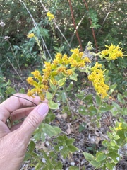 Solidago radula