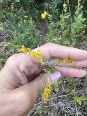 Solidago radula