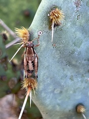Phaedrotettix