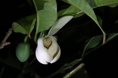 Magnolia coco