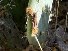 Phaedrotettix