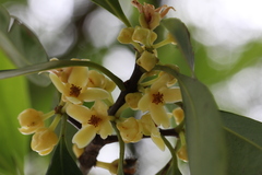 Garcinia oblongifolia