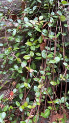 Trachelospermum asiaticum