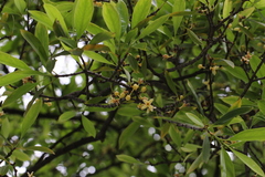 Garcinia oblongifolia