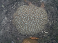 Colpophyllia natans