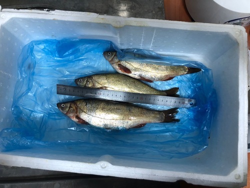 Anatolian minnow (Pseudophoxinus anatolicus) — Cyprinidae — 2