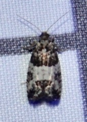 Spilonota ocellana