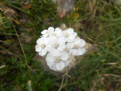 Achillea clavennae