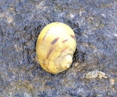 Nerita peloronta