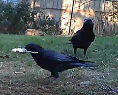 Corvus brachyrhynchos