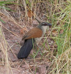 Centropus superciliosus