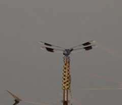 Brachythemis leucosticta