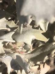 Atriplex hymenelytra