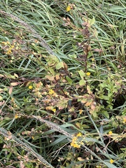 Heterotheca subaxillaris