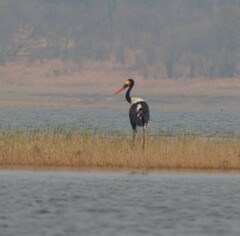 Ephippiorhynchus senegalensis