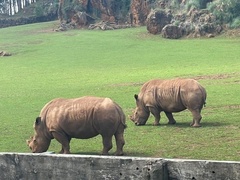 Rhinocerotidae
